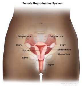endometrium